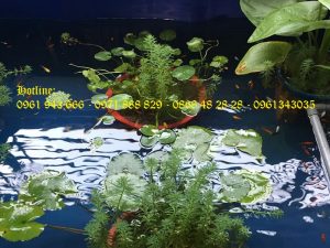 Bể Bạt Nuôi Cá PVC/ Bồn Nuôi Cá Tôm No1 3 Bể Bạt Nuôi Cá PVC/ Bồn Nuôi Cá Tôm No1 2