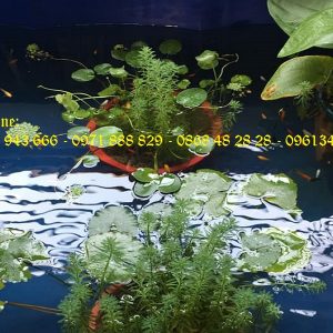 Bể bạt nuôi cá PVC/ Bồn nuôi cá tôm 2