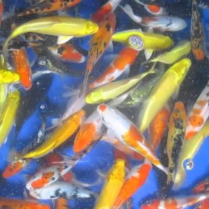 Bể bạt PVC nuôi cá Koi