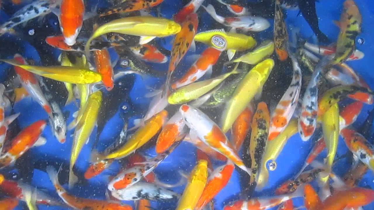 Bể bạt PVC nuôi cá Koi